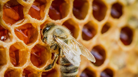 How Much Honey Does a Single Hive Produce? - Ames Farm Single Source Honey