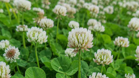 What Flowers Make the Best Honey? - Ames Farm Single Source Honey