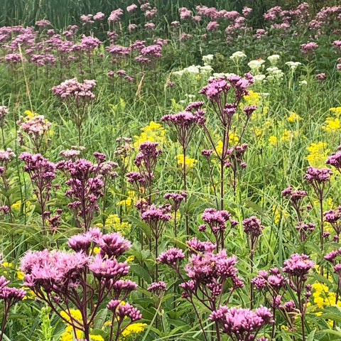 Land For Bees | Ames Farm Single Source Honey